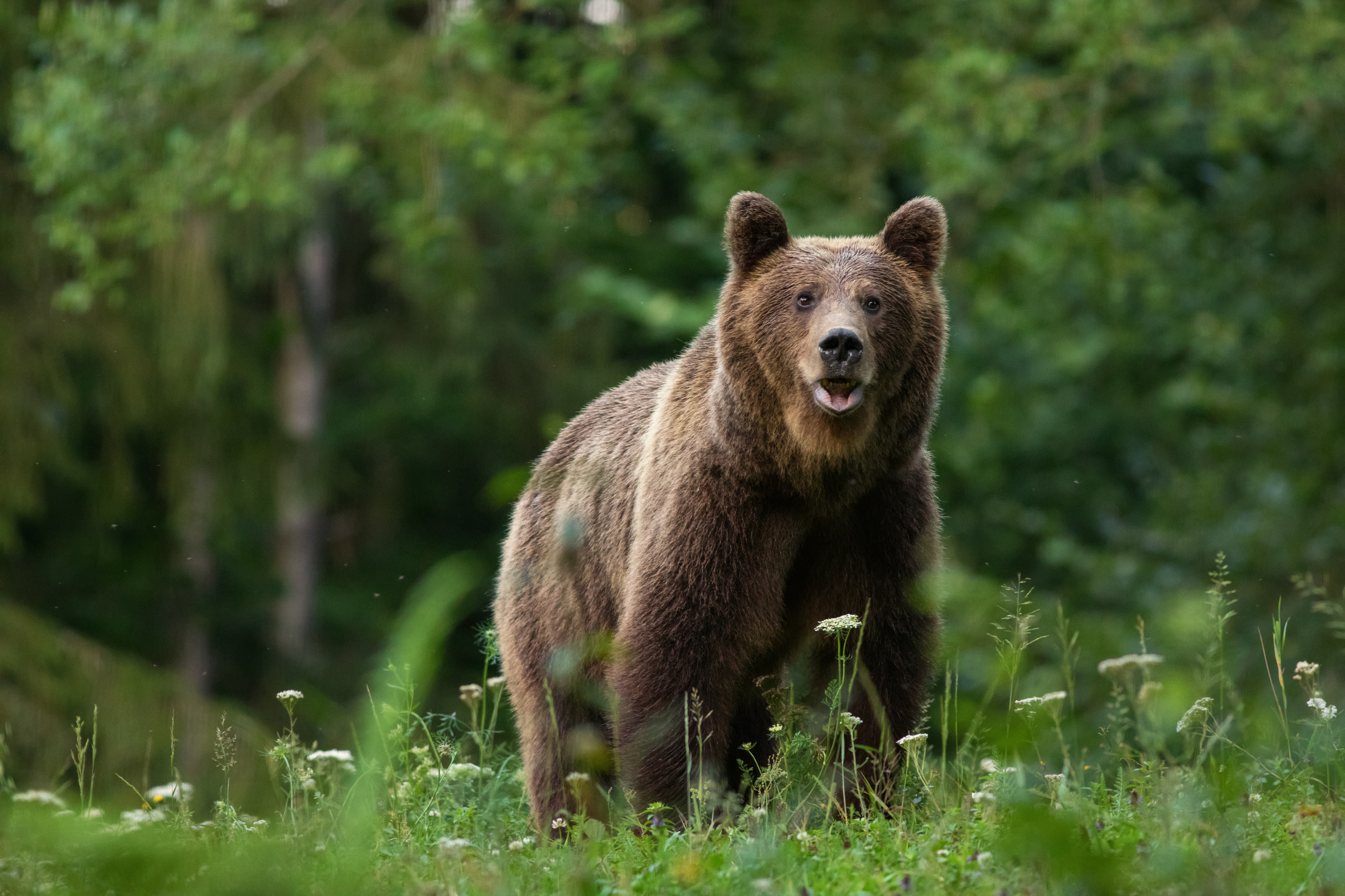 Animales en peligro de extinción en España y cómo protegerlos