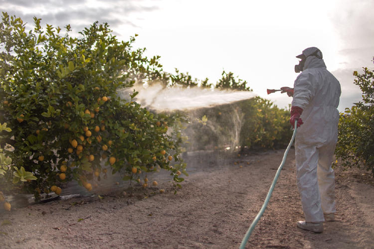 pesticidas cultivos