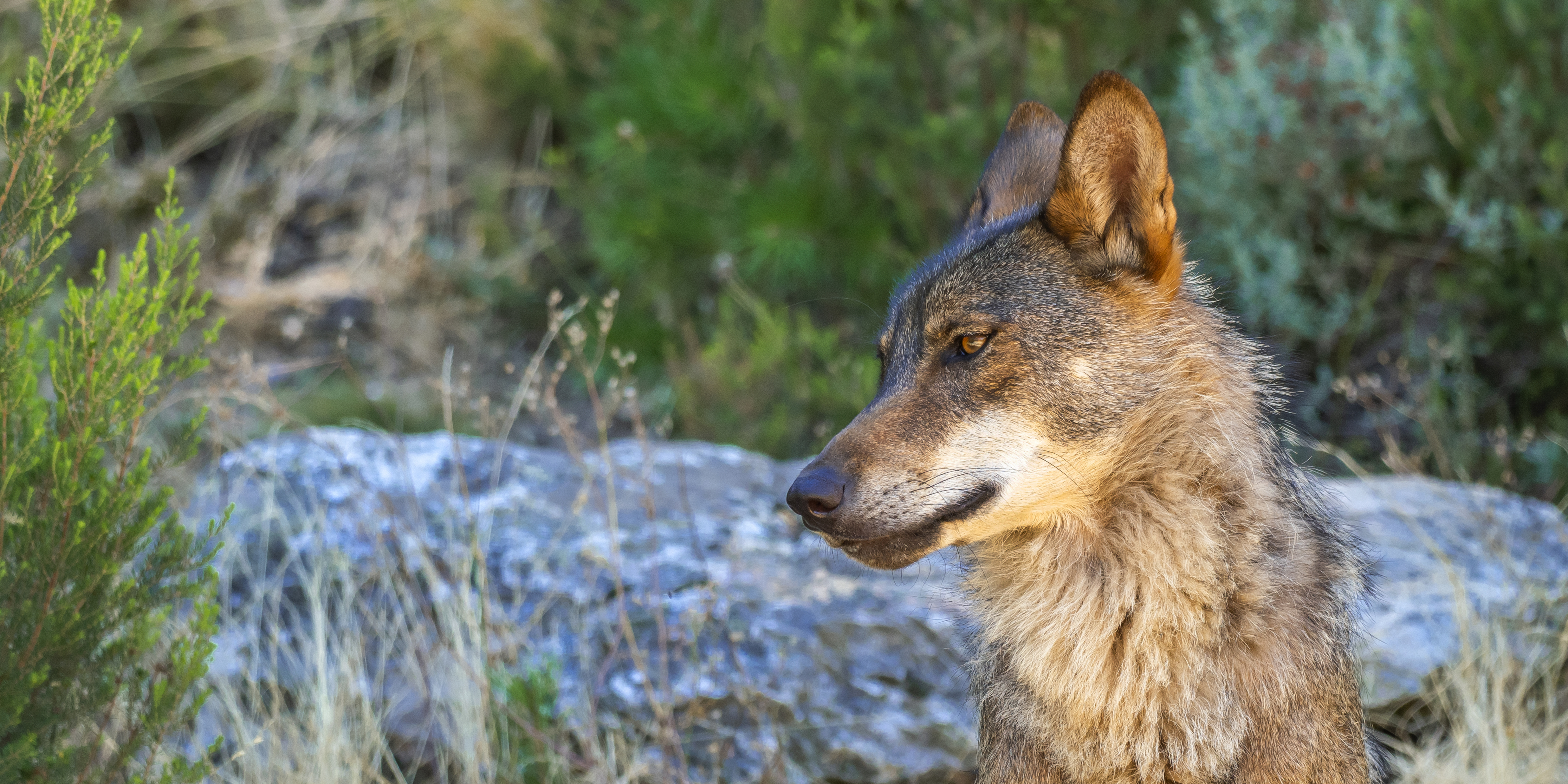 Animales en peligro de extinción en España y cómo protegerlos