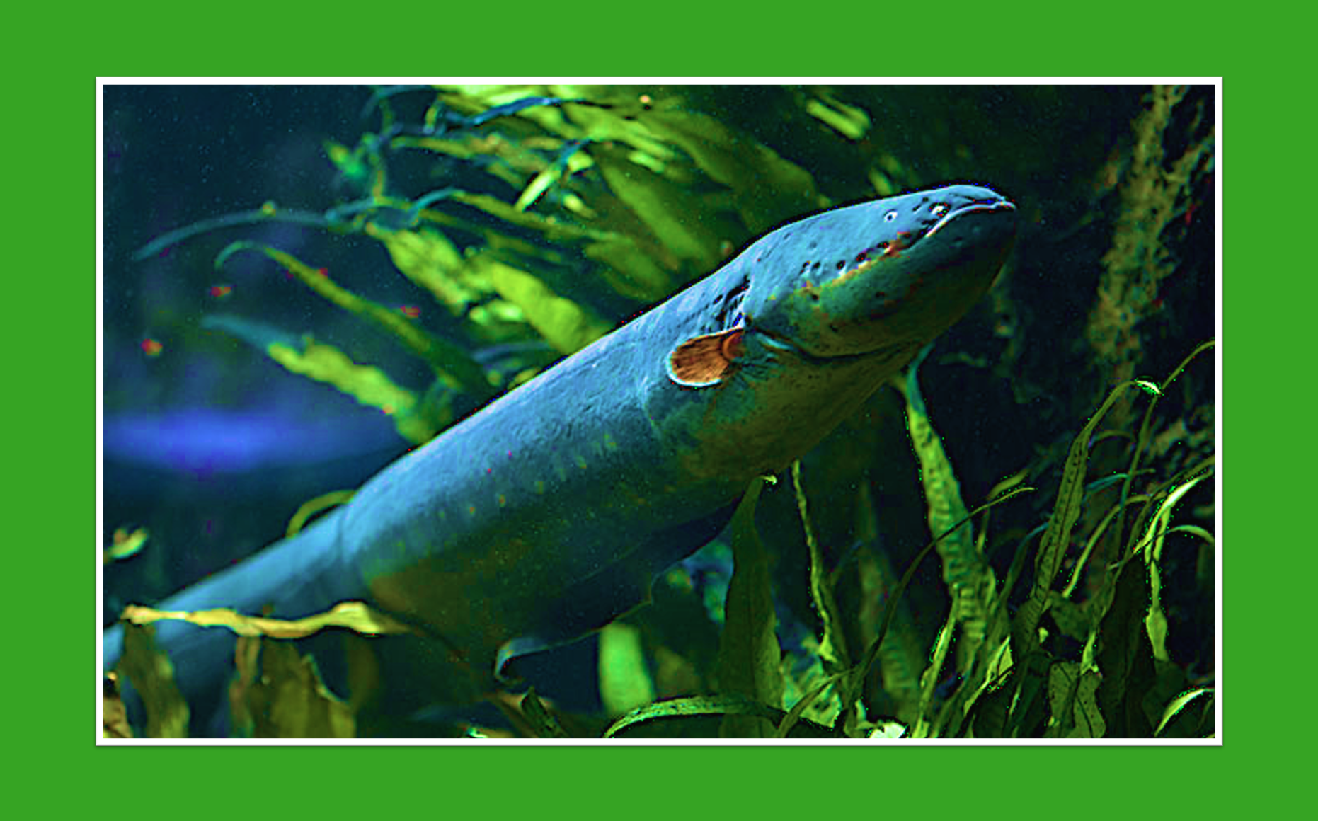 El animal más eléctrico del mundo: una anguila de 860 voltios
