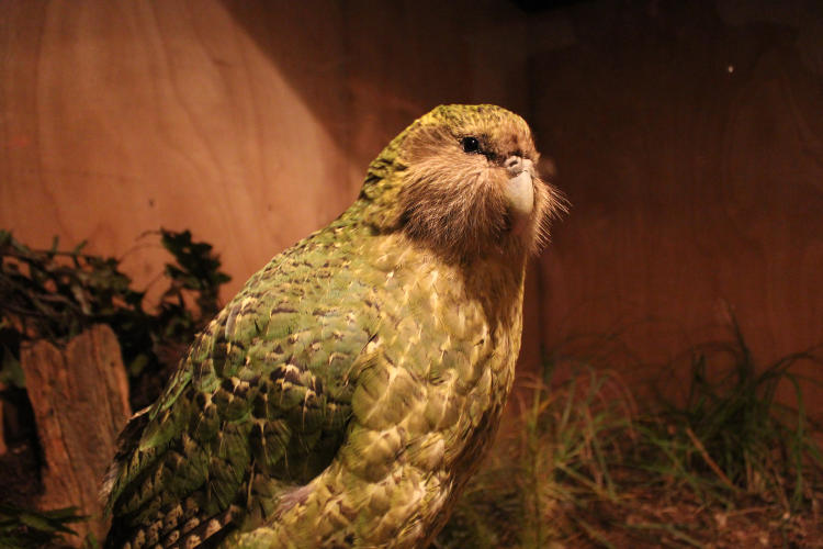 loro kakapo animal raro exótico peligro extinción