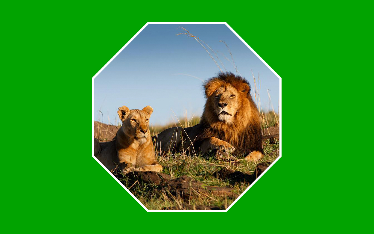 León africano en peligro de extinción | Blog EnergyGO