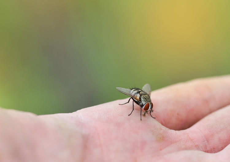 Insectos de primavera: cuáles son y cómo evitar plagas en casa