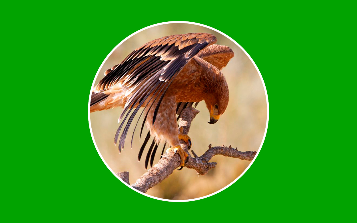 Águilas en peligro de extinción | Blog EnergyGO