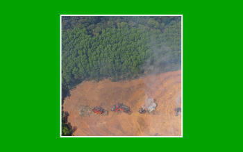 ¿Qué es la deforestación del Amazonas?