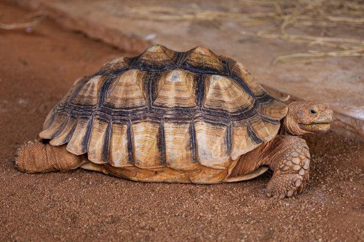 tortuga angonoka animal raro exótico peligro extinción