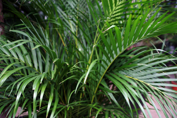 Palma areca o palmera de bambú