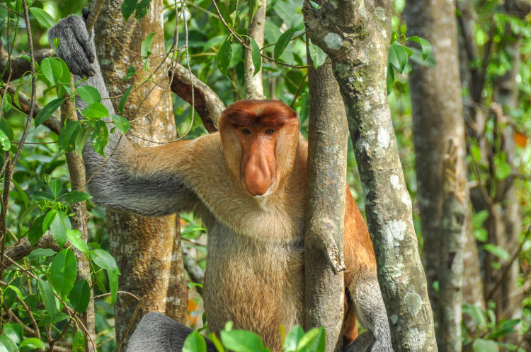 mono narigudo animales exóticos peligro extinción