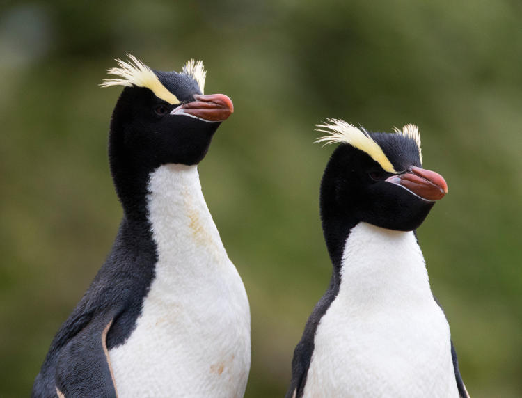 Pingüinos antípodas