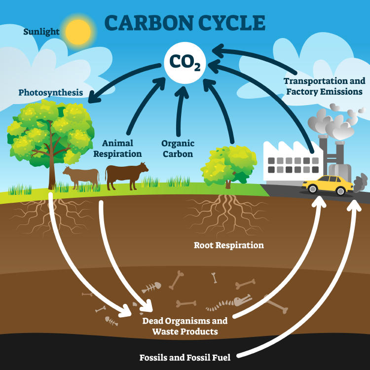 Ciclo del carbono y consecuencias para el cambio climático