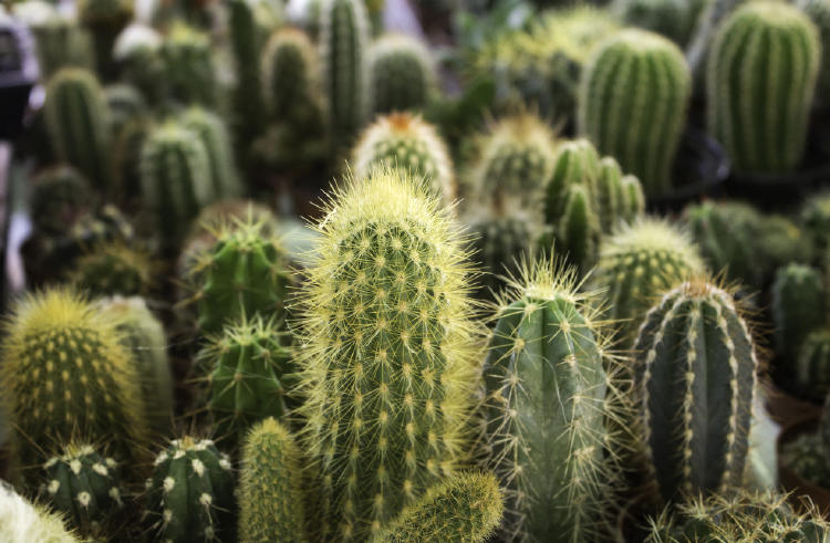 cactus plantas ahorrar agua
