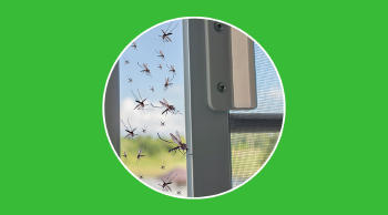 Insectos de primavera: cuáles son y cómo evitar plagas en casa 