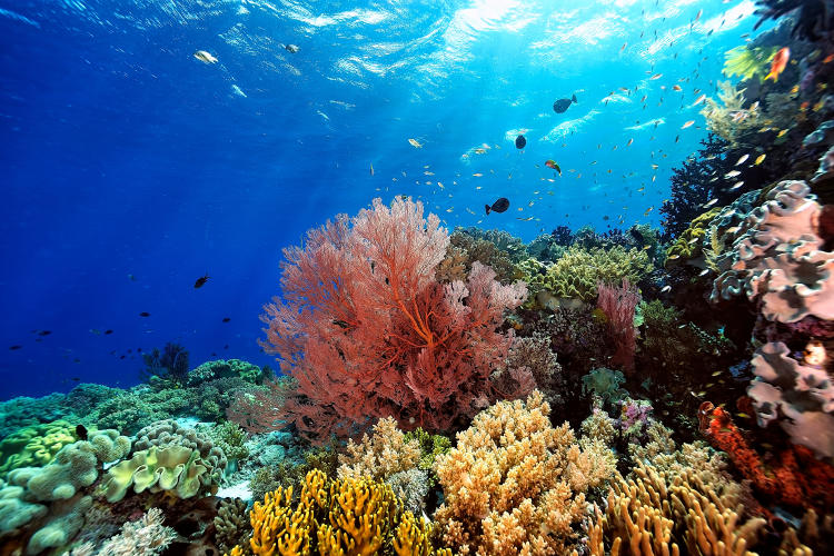 Arrecife de coral: cómo protegerlo de la contaminación del mar