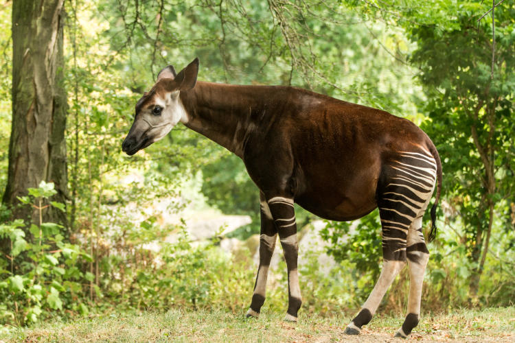okapi animales raros exóticos peligro extinción