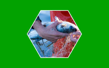 Descubre qué es la pesca sostenible