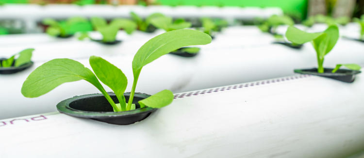 Cultivo hidropónico: ¿es sostenible para la agricultura?