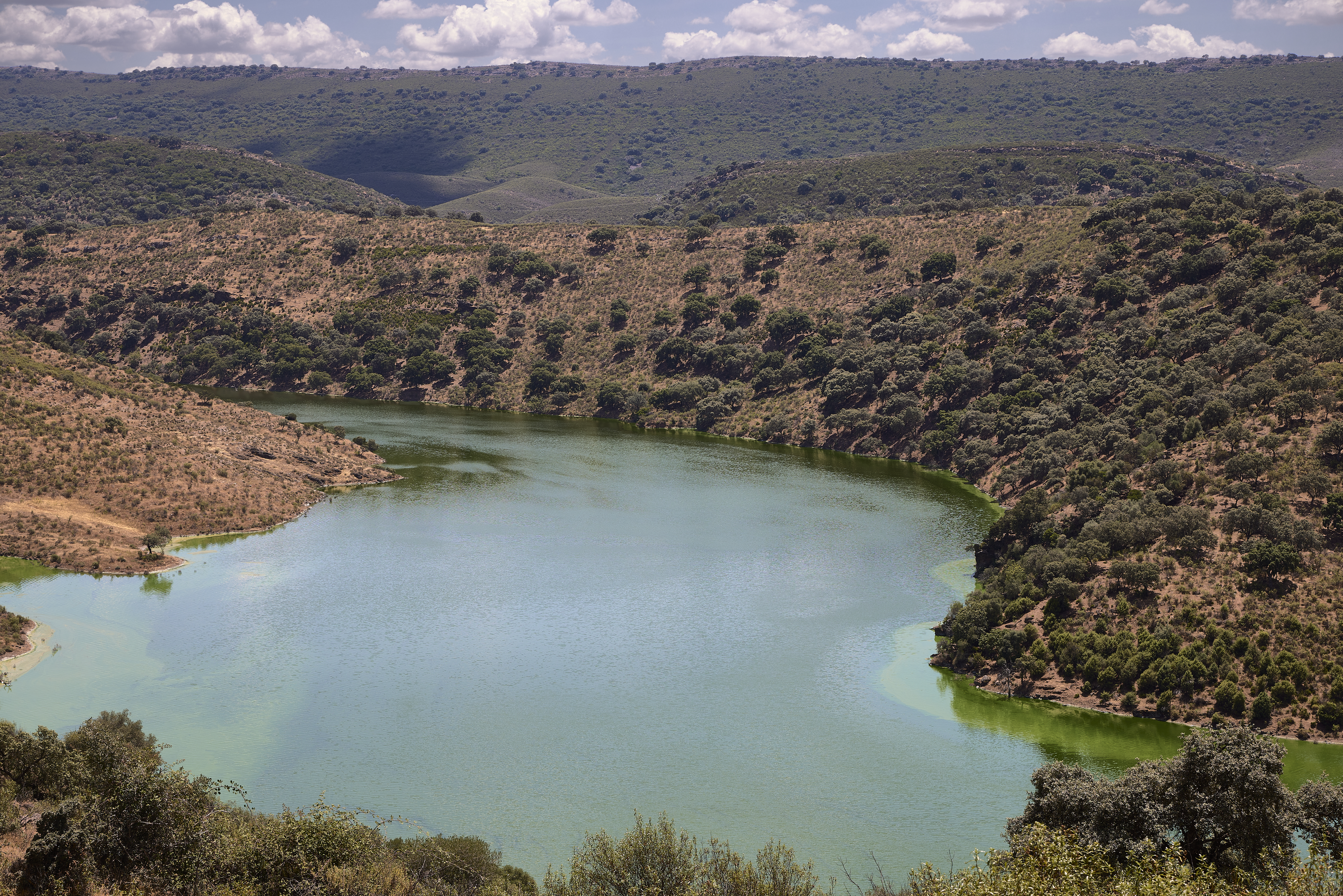 Iniciativas para la restauración de ecosistemas: guía completa