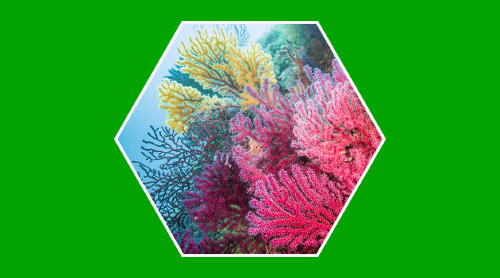 Arrecife de coral: cómo protegerlo de la contaminación del mar