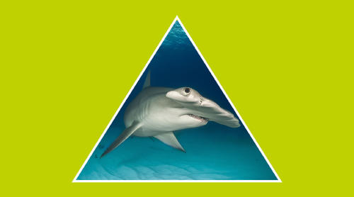 Tiburones en peligro de extinción: ¿cómo podemos protegerlos?