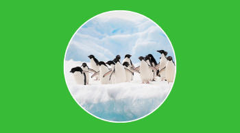 Pingüinos en peligro de extinción y cómo protegerlos