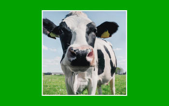 ¿Cuánto contaminan las vacas el medio ambiente?