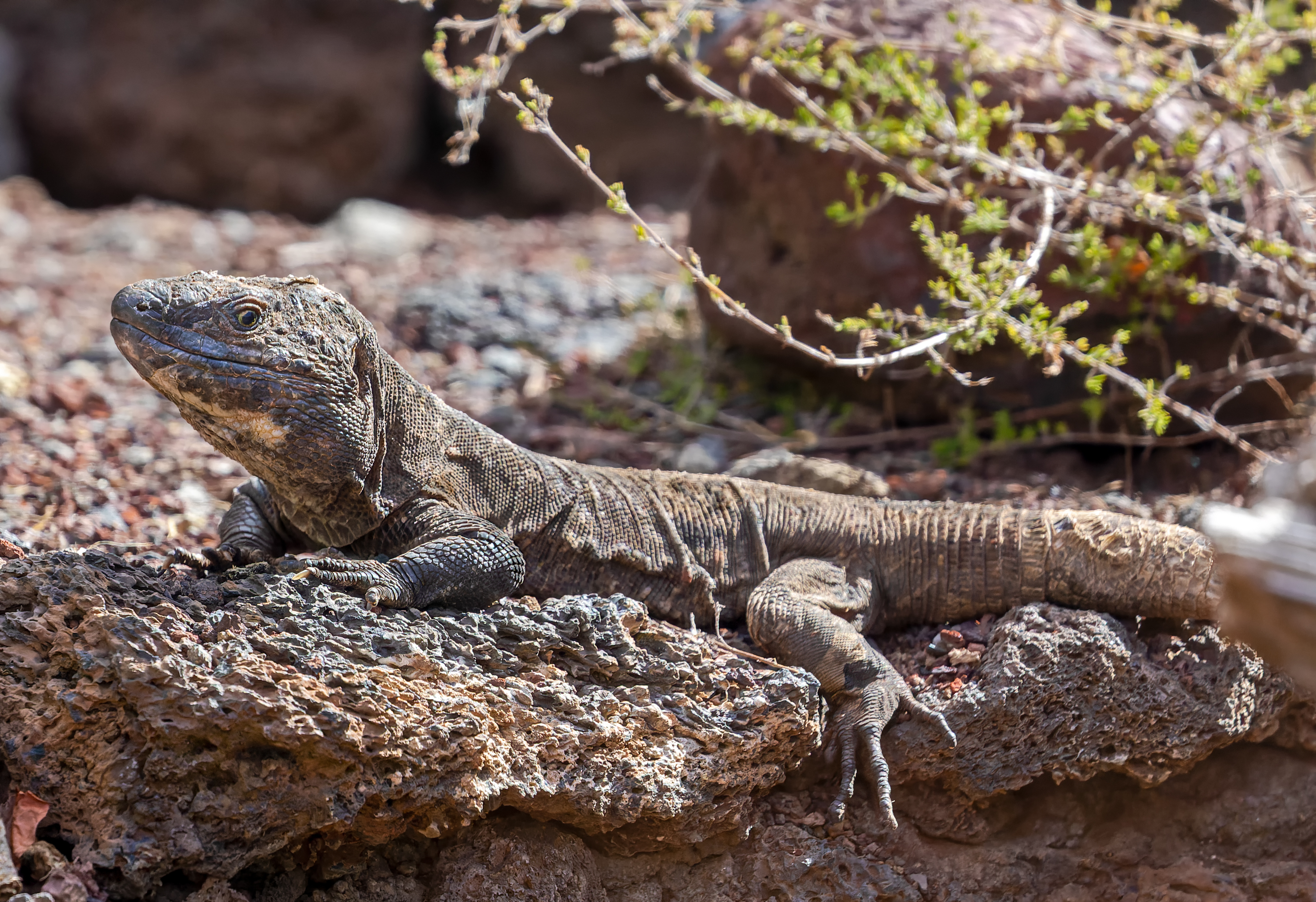 Animales en peligro de extinción en España y cómo protegerlos