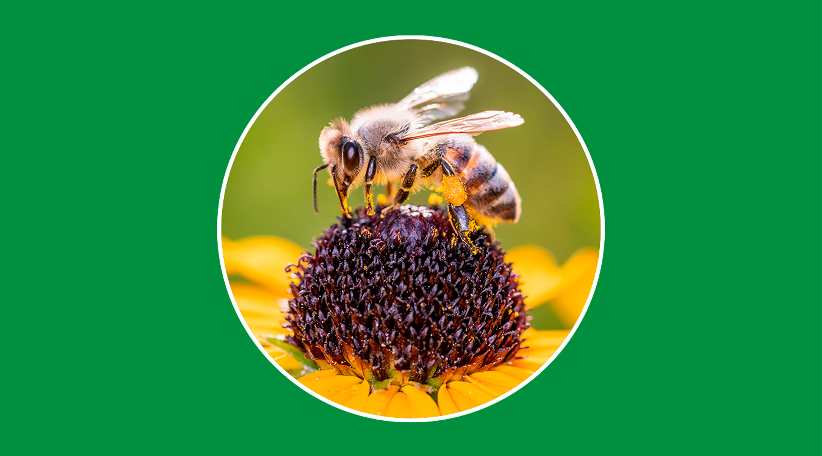 El papel clave de las abejas contra el cambio climático