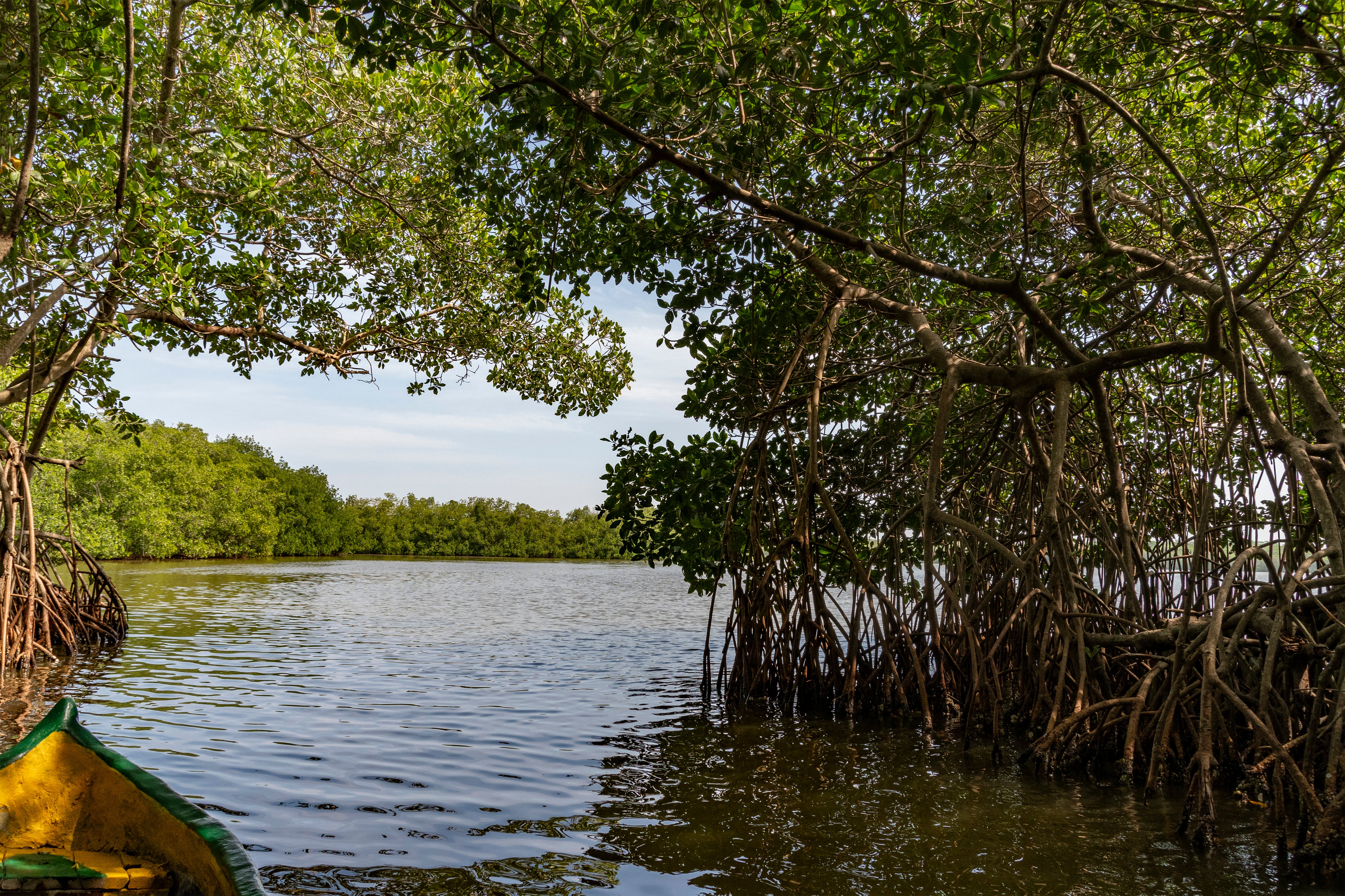 Iniciativas para la restauración de ecosistemas: guía completa