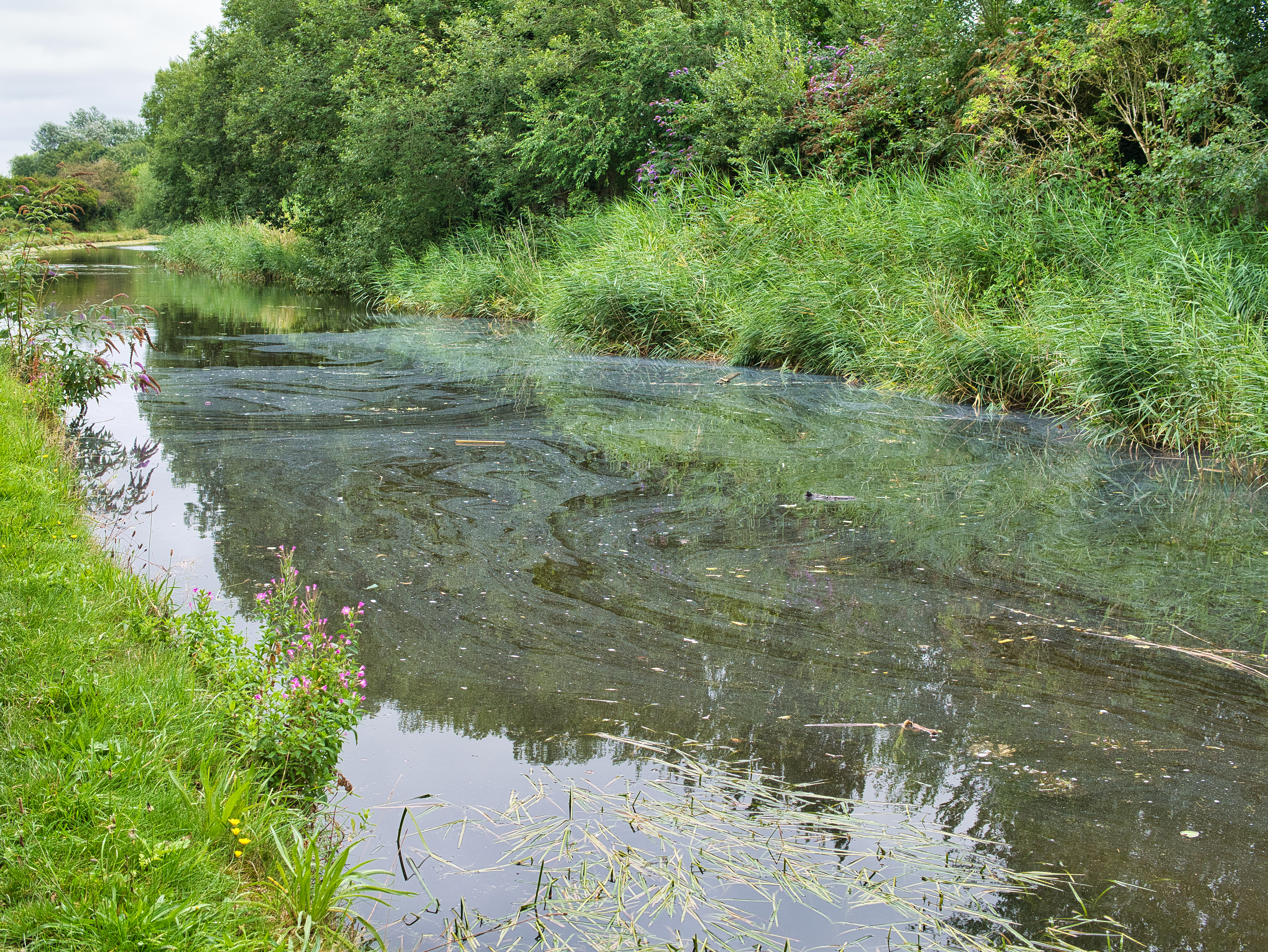 Cómo reducir la contaminación en el sector agropecuario